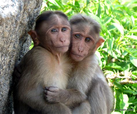 monkey dating service